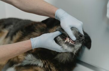 Pet Dental Health