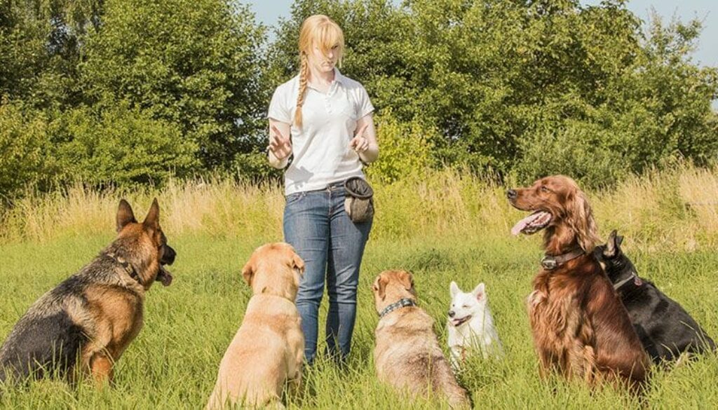 The Heartwarming Stories of Successful Pet Adoptions