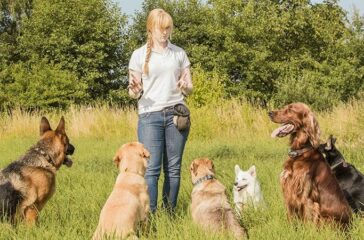 The Heartwarming Stories of Successful Pet Adoptions