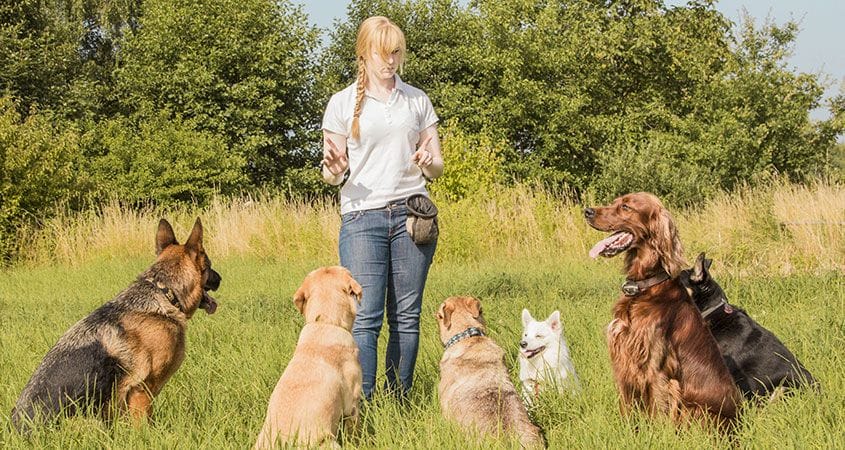 The Heartwarming Stories of Successful Pet Adoptions