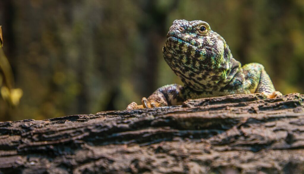 Veterinary Care for Reptiles