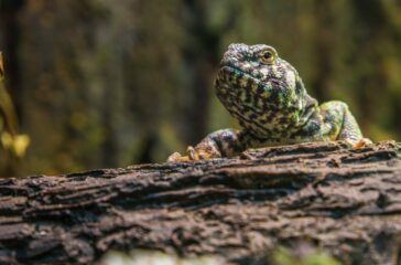 Veterinary Care for Reptiles