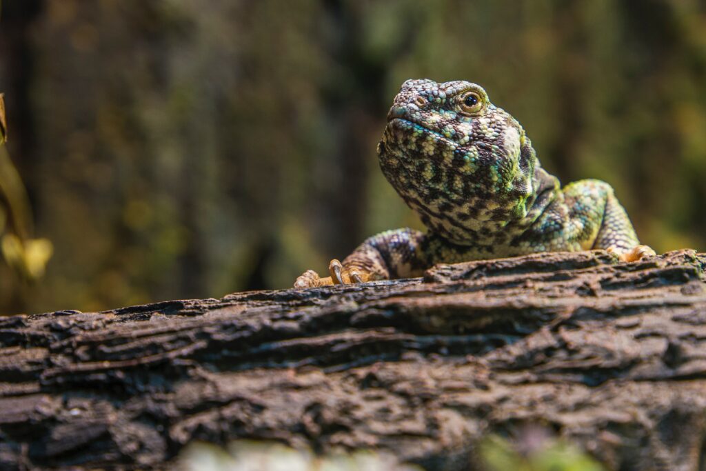 Pet Care Tips for Reptiles