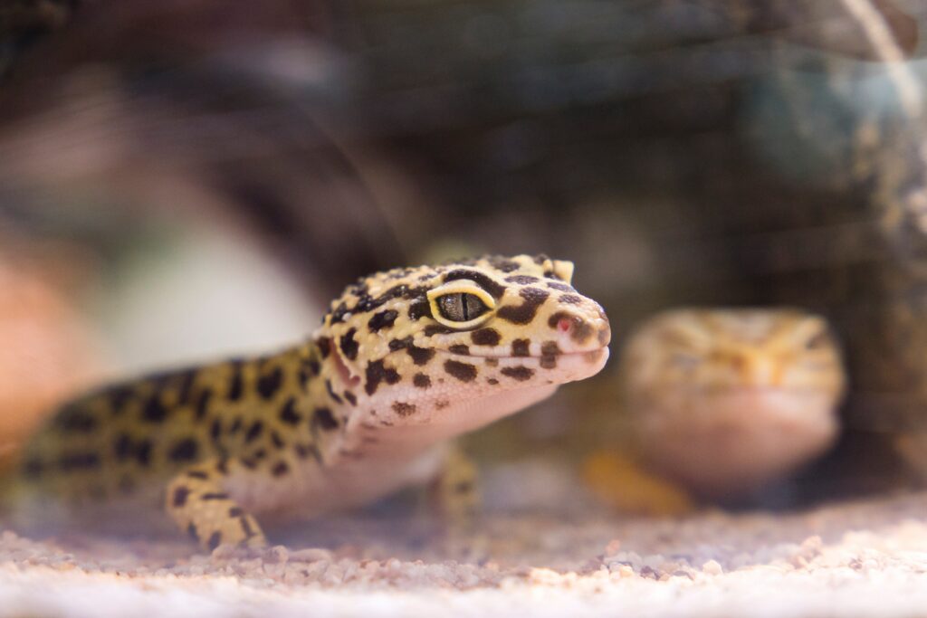 Veterinary Care for Reptiles