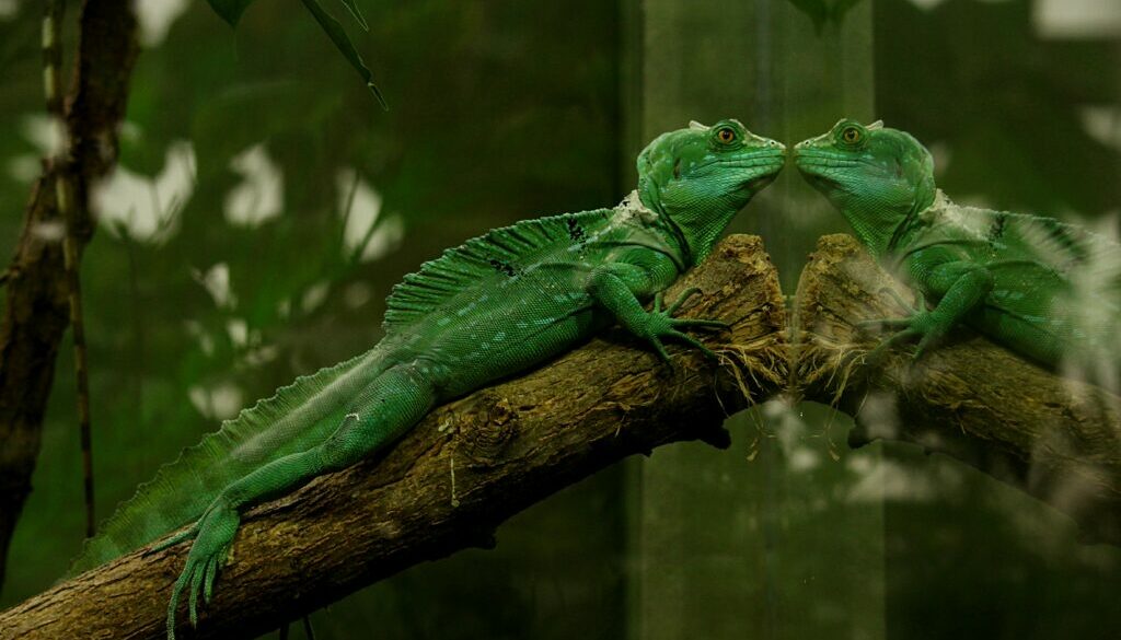 Pet Care Tips for Reptiles