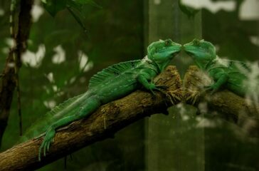 Pet Care Tips for Reptiles