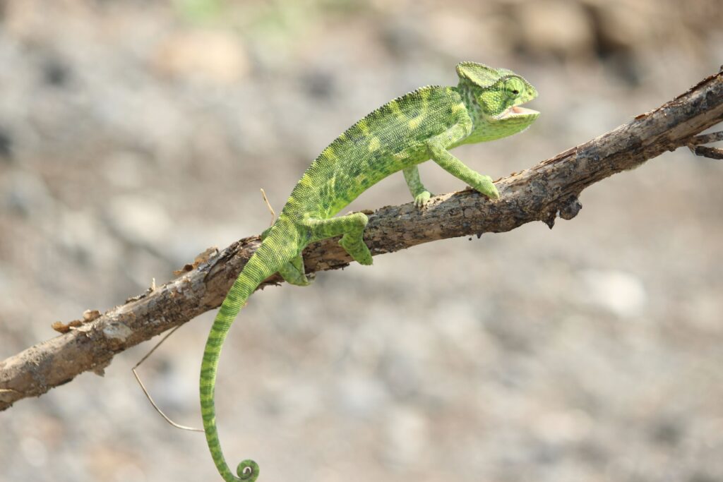 Veterinary Care for Reptiles