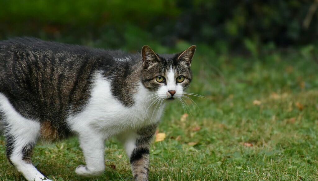 Pet Obesity