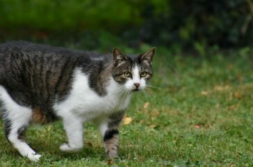 Pet Obesity