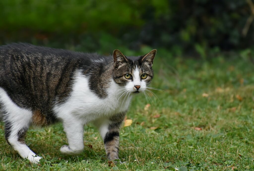 Pet Obesity