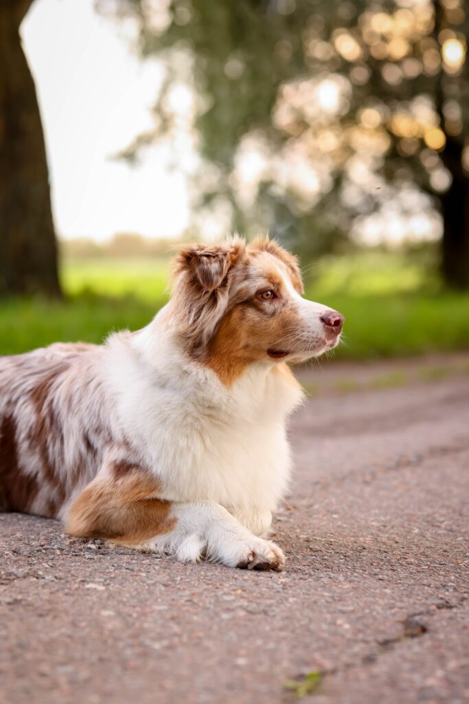 Pet Parasite Control