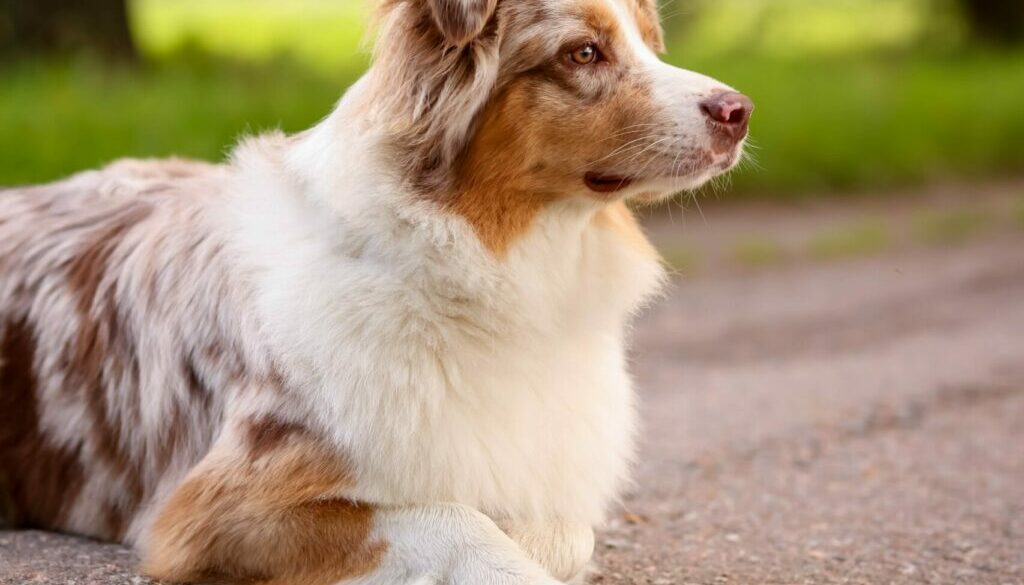Pet Allergies
