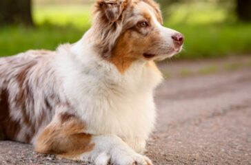 Pet Allergies