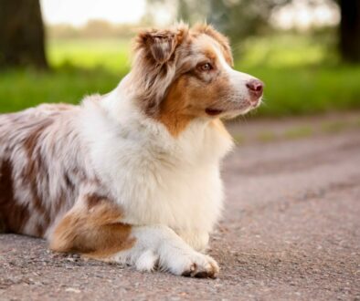 Pet Allergies