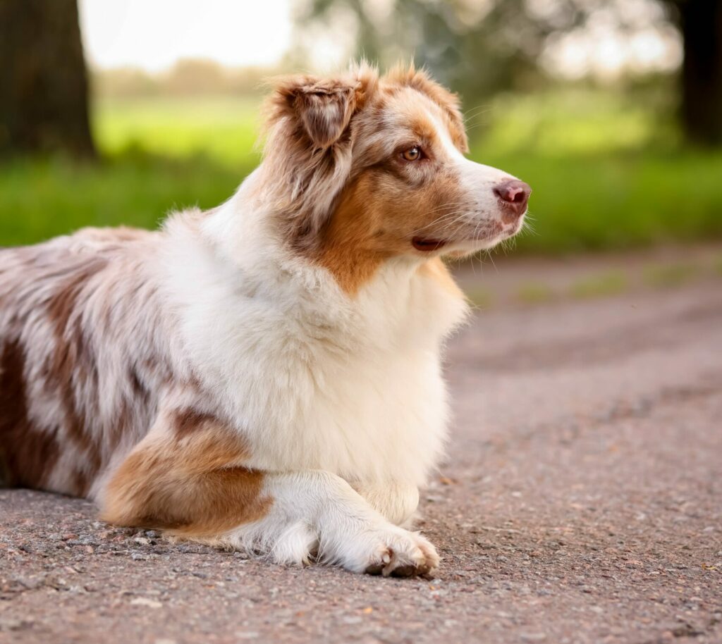 Pet Allergies