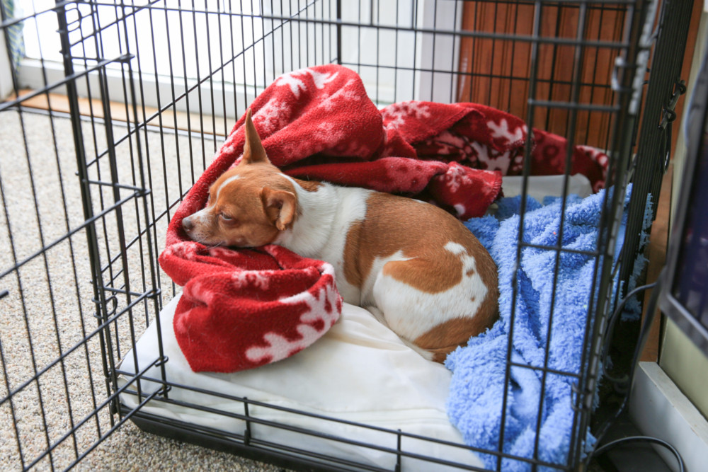 Cage Training for Small Pets: Hamsters, Guinea Pigs, and More 