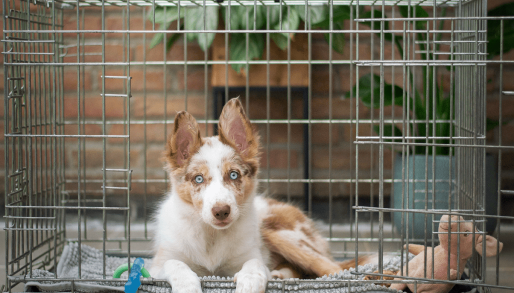 Cage Training for Small Pets: Hamsters, Guinea Pigs, and More