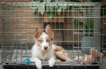 Cage Training for Small Pets: Hamsters, Guinea Pigs, and More