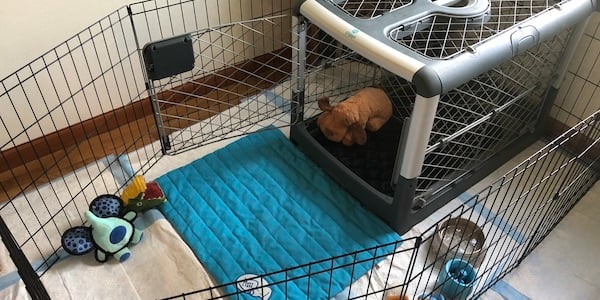 Cage Training for Small Pets: Hamsters, Guinea Pigs, and More 