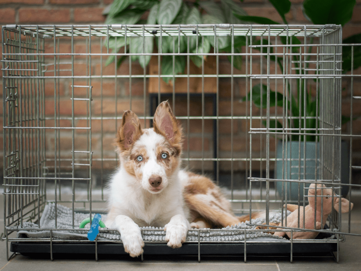 Cage Training for Small Pets: Hamsters, Guinea Pigs, and More