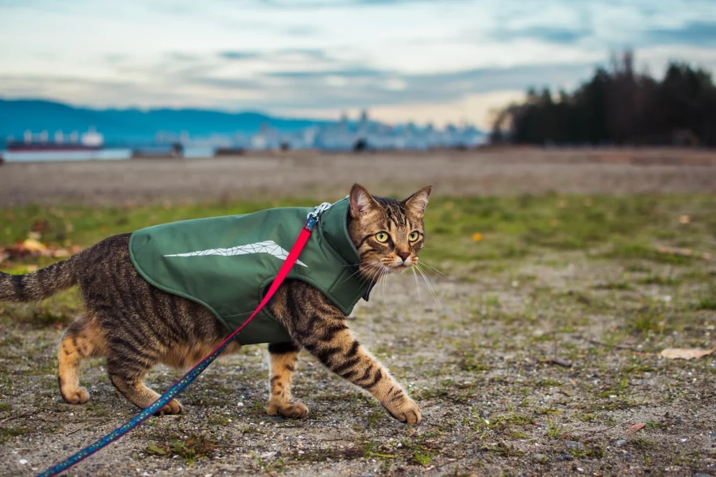 How to Train Your Cat to Walk on a Leash
