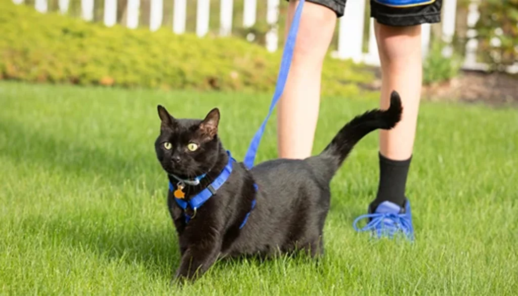 How to Train Your Cat to Walk on a Leash