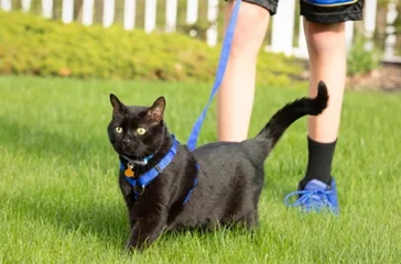 How to Train Your Cat to Walk on a Leash