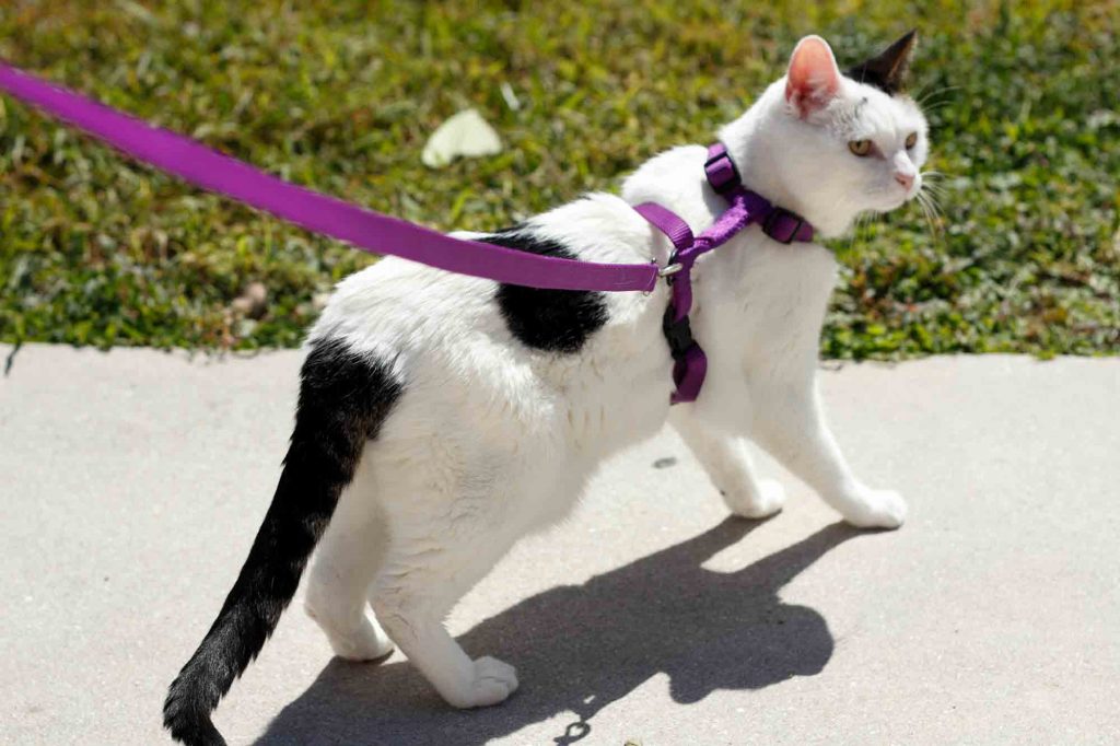 The Financial Side of Pet Adoption Costs and Savings