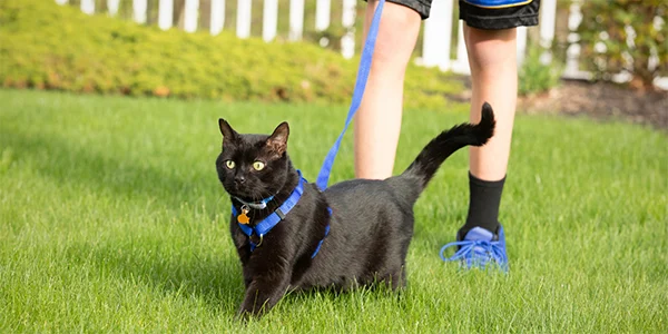 How to Train Your Cat to Walk on a Leash