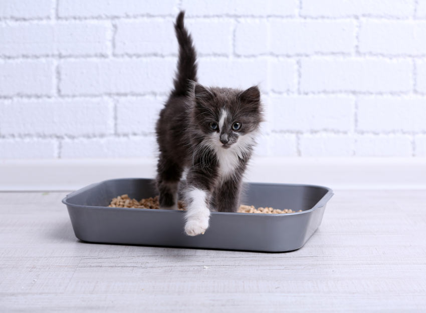 The Dos and Don'ts of Litter Box Training for Kittens 