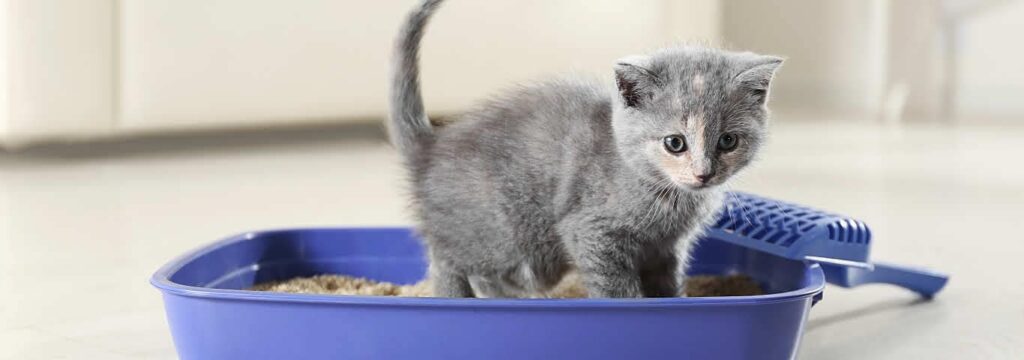 The Dos and Don'ts of Litter Box Training for Kittens 