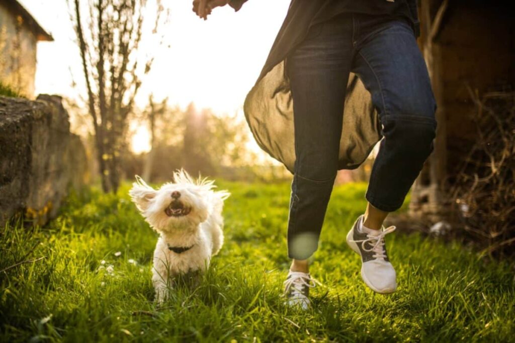 Adopting a Rescue Pet