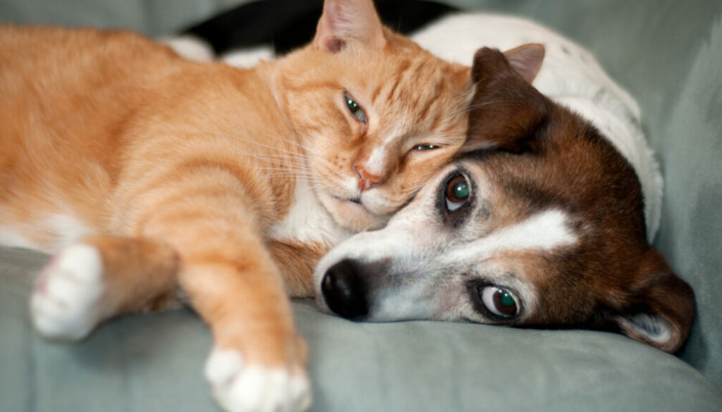 The Heartwarming Stories of Successful Pet Adoptions