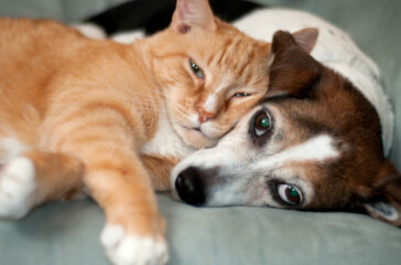 The Heartwarming Stories of Successful Pet Adoptions
