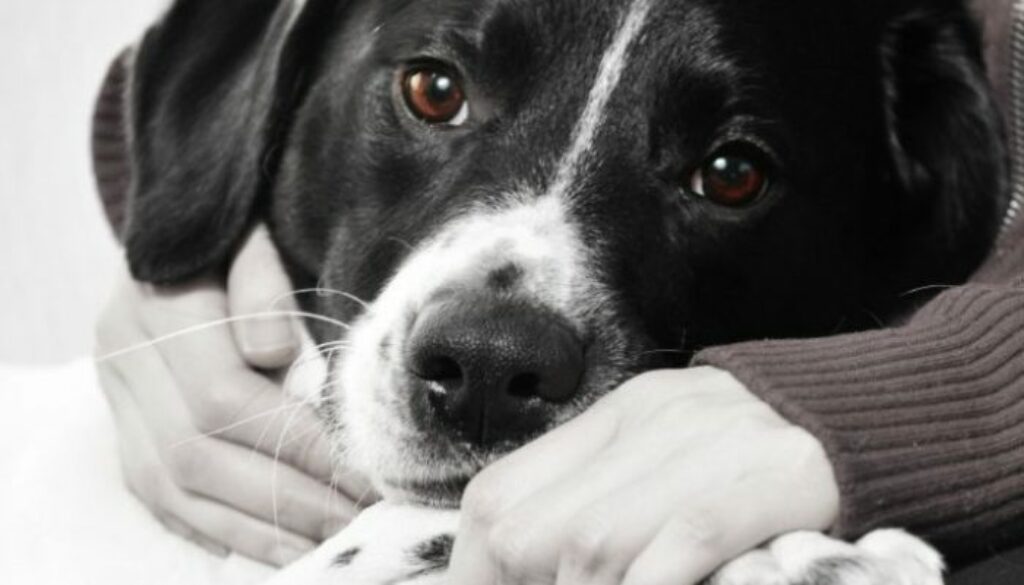 The Heartwarming Stories of Successful Pet Adoptions