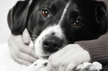 The Heartwarming Stories of Successful Pet Adoptions