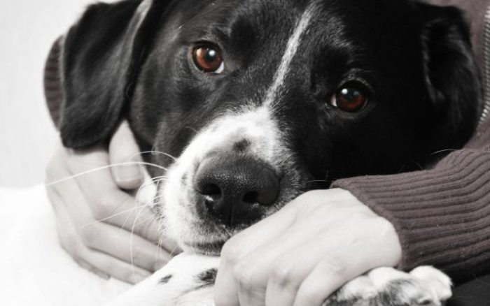 The Heartwarming Stories of Successful Pet Adoptions