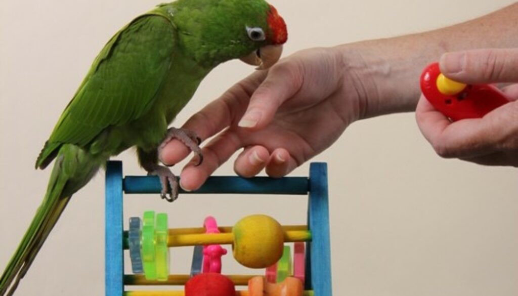 Training Your Parrot
