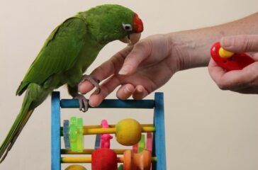 Training Your Parrot