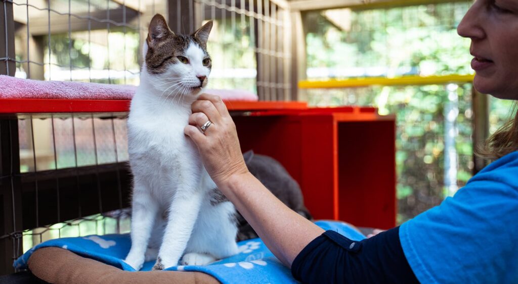 Volunteering at Animal Shelters: Giving Back to Our Furry Friends 