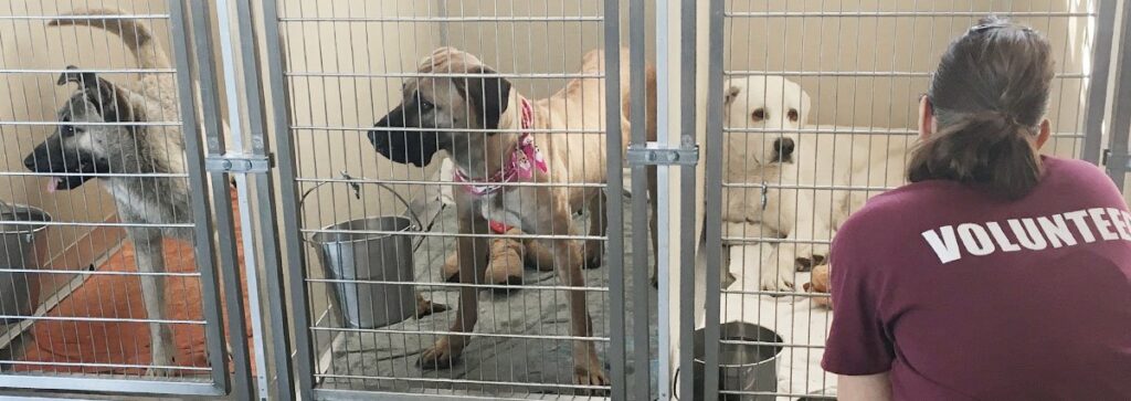 Volunteering at Animal Shelters: Giving Back to Our Furry Friends 