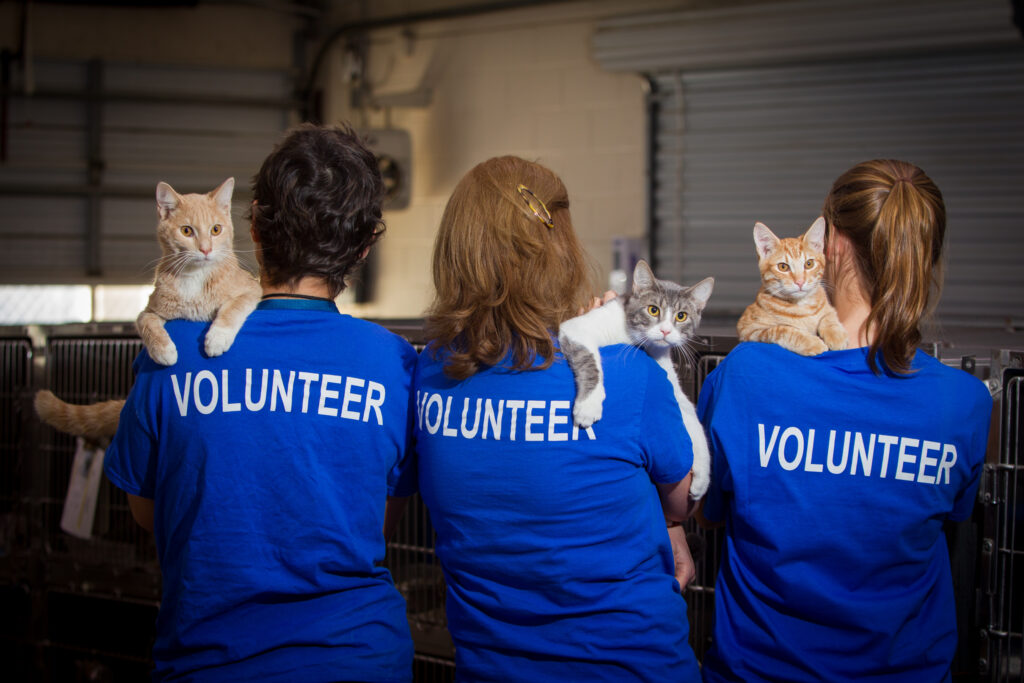 Volunteering at Animal Shelters: Giving Back to Our Furry Friends 