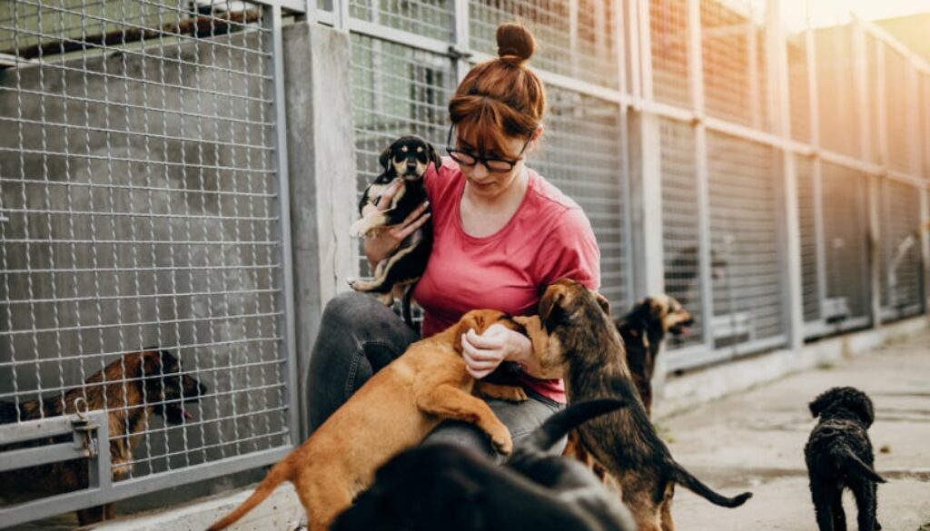 Volunteering at Animal Shelters: Giving Back to Our Furry Friends