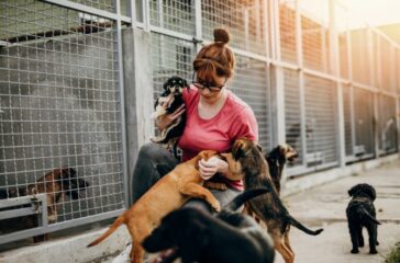 Volunteering at Animal Shelters: Giving Back to Our Furry Friends