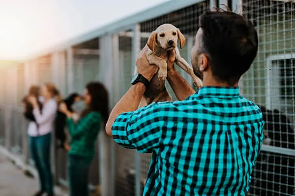 Volunteering at Animal Shelters: Giving Back to Our Furry Friends 