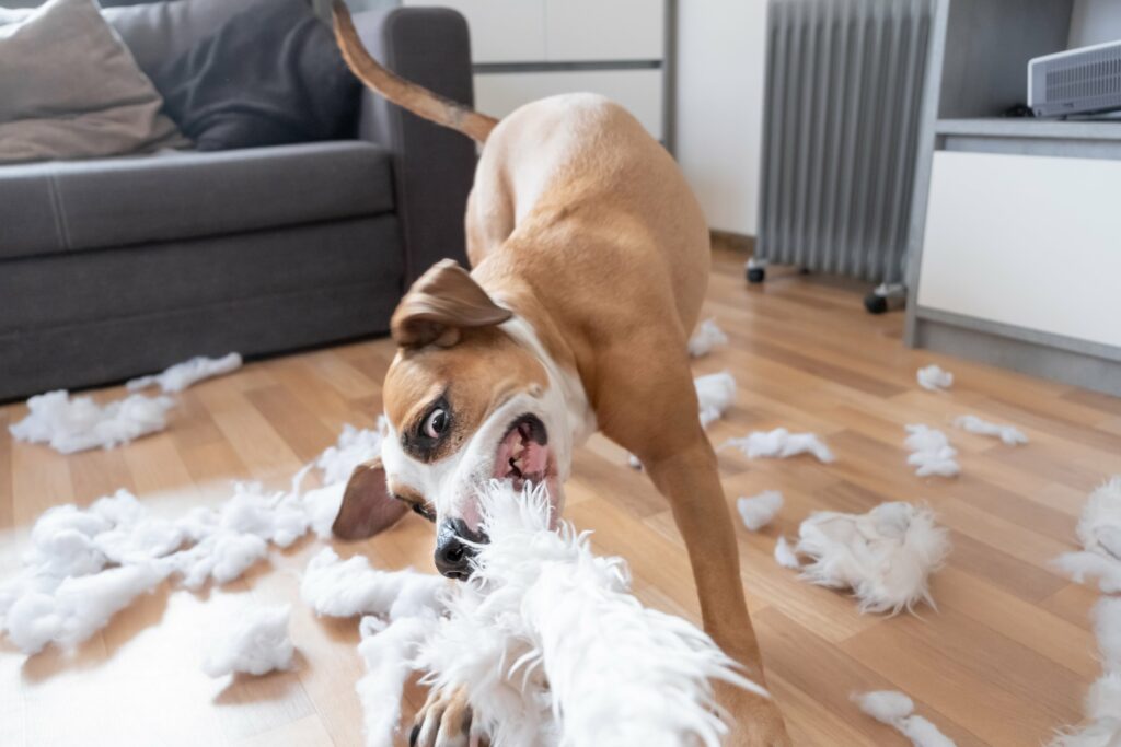 Calm Down! Tips for Reducing Hyperactivity in Dogs 