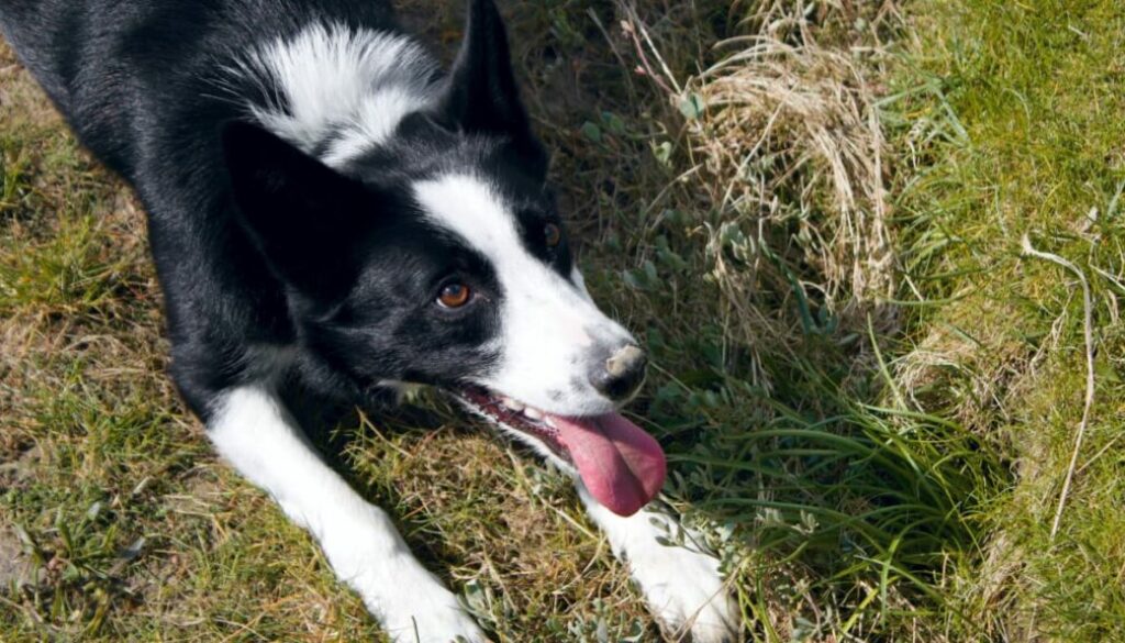Calm Down! Tips for Reducing Hyperactivity in Dogs