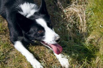 Calm Down! Tips for Reducing Hyperactivity in Dogs