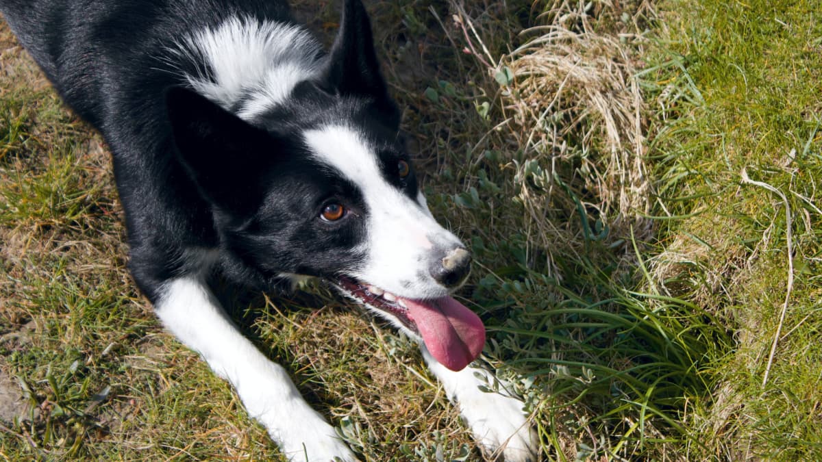 Calm Down! Tips for Reducing Hyperactivity in Dogs