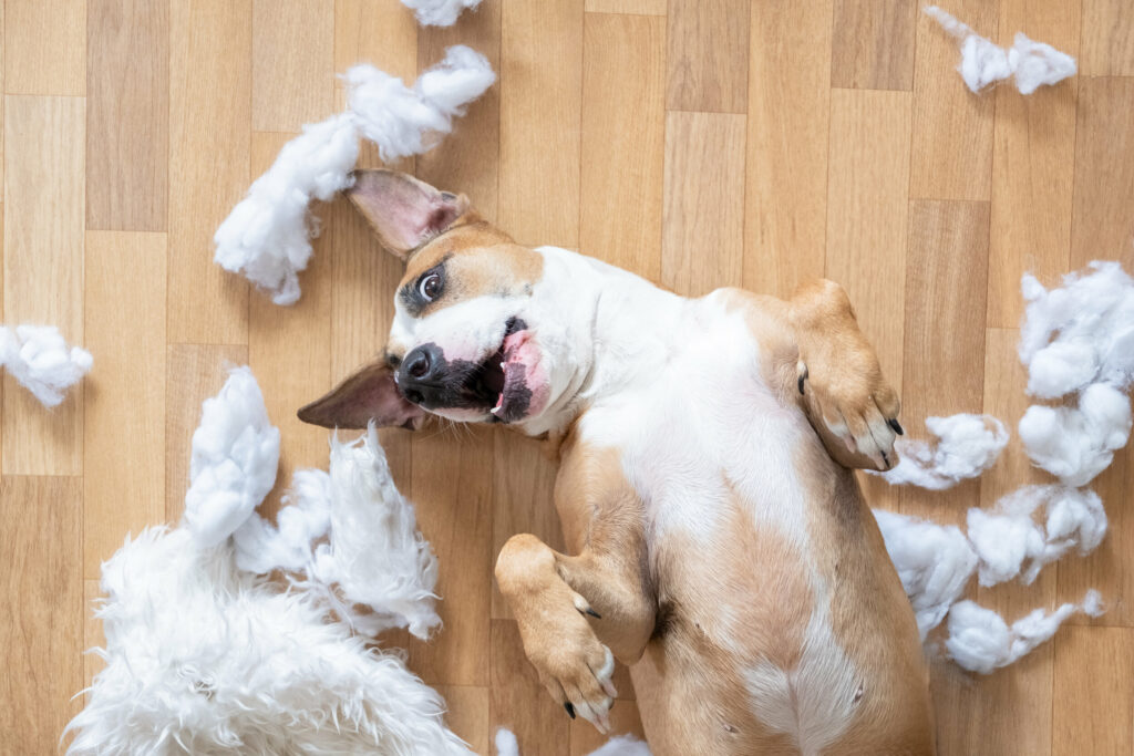 Calm Down! Tips for Reducing Hyperactivity in Dogs